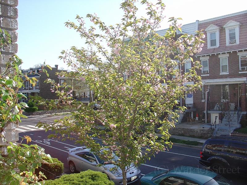 Kwanzan Cherry Tree 2008 03.jpg
